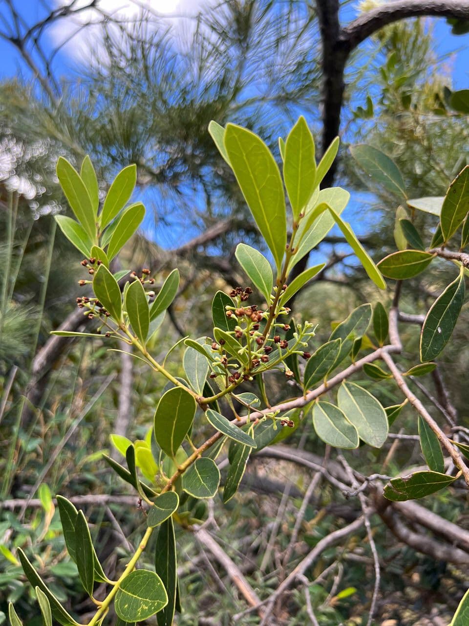 Osmanthus 4
