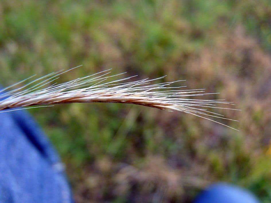 Vulpia ciliata 4