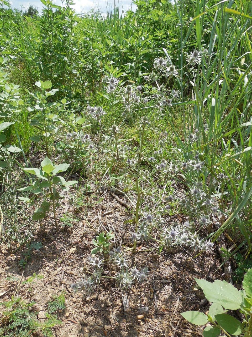 Eryngium eterofillo 10