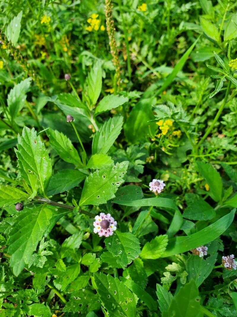 Lippia lanceolata 5
