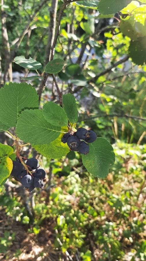 Amelanchier 2