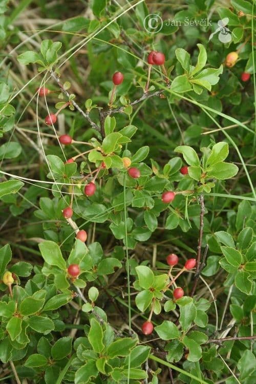 Ciliegio nano europeo 11