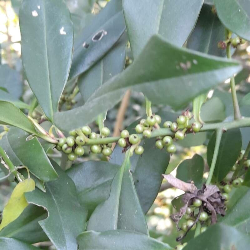 Myrsine