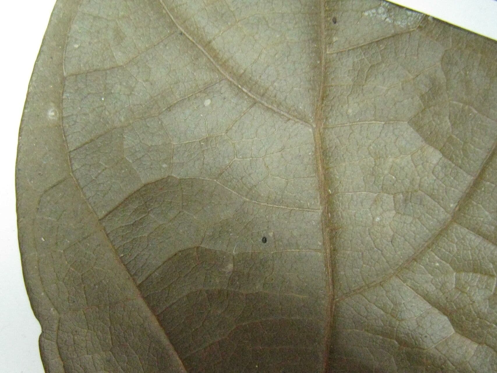 Ocotea 3