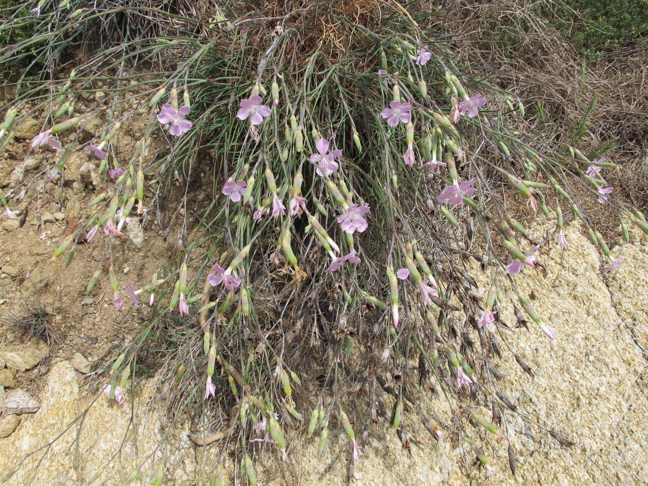 Garofano 8