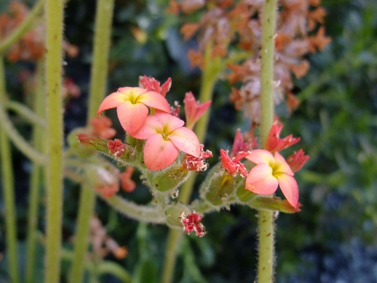 Kalanchoe