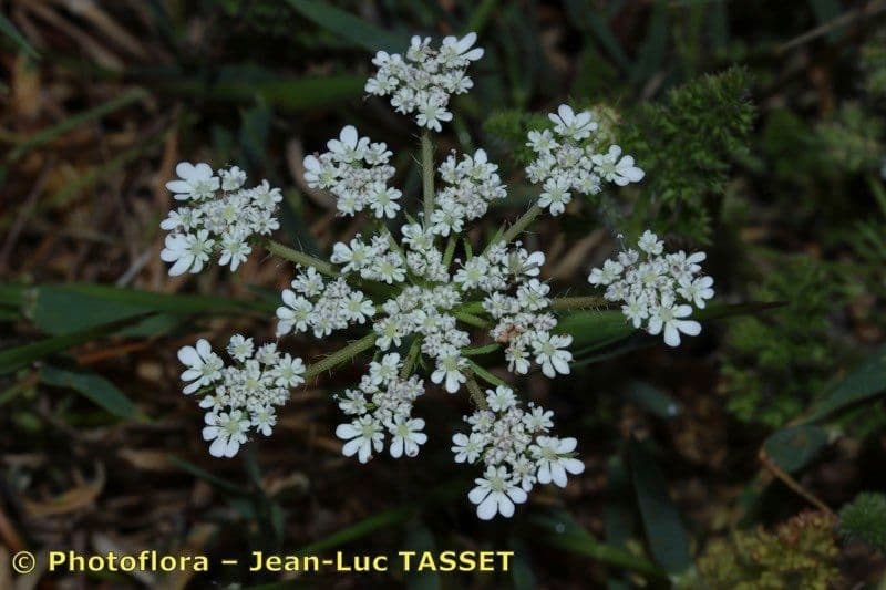 Carota selvatica irta 7
