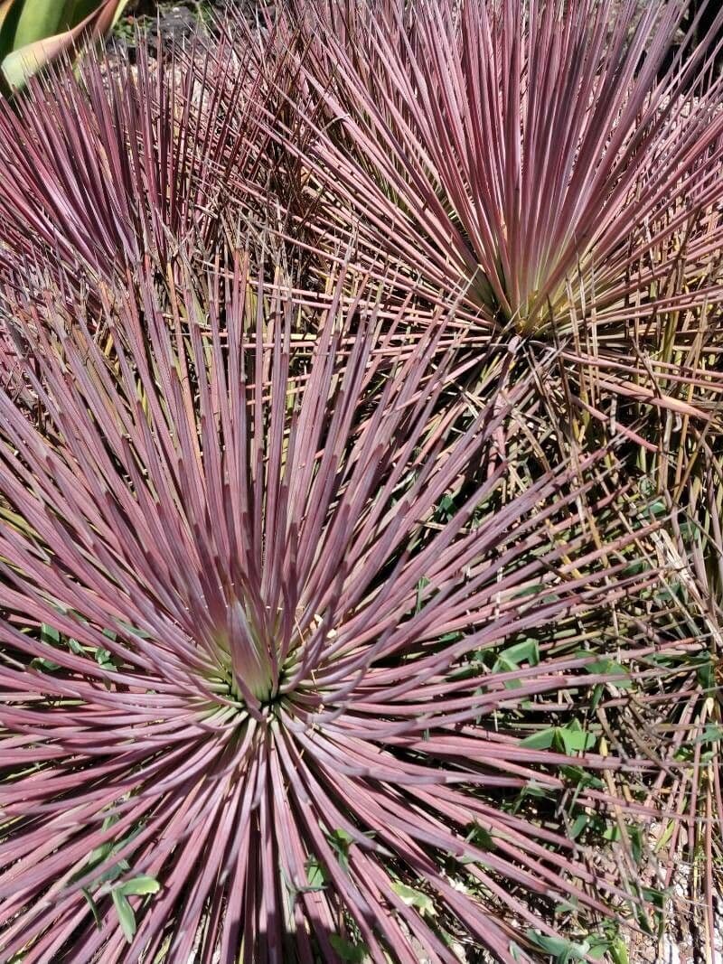 Agave 4