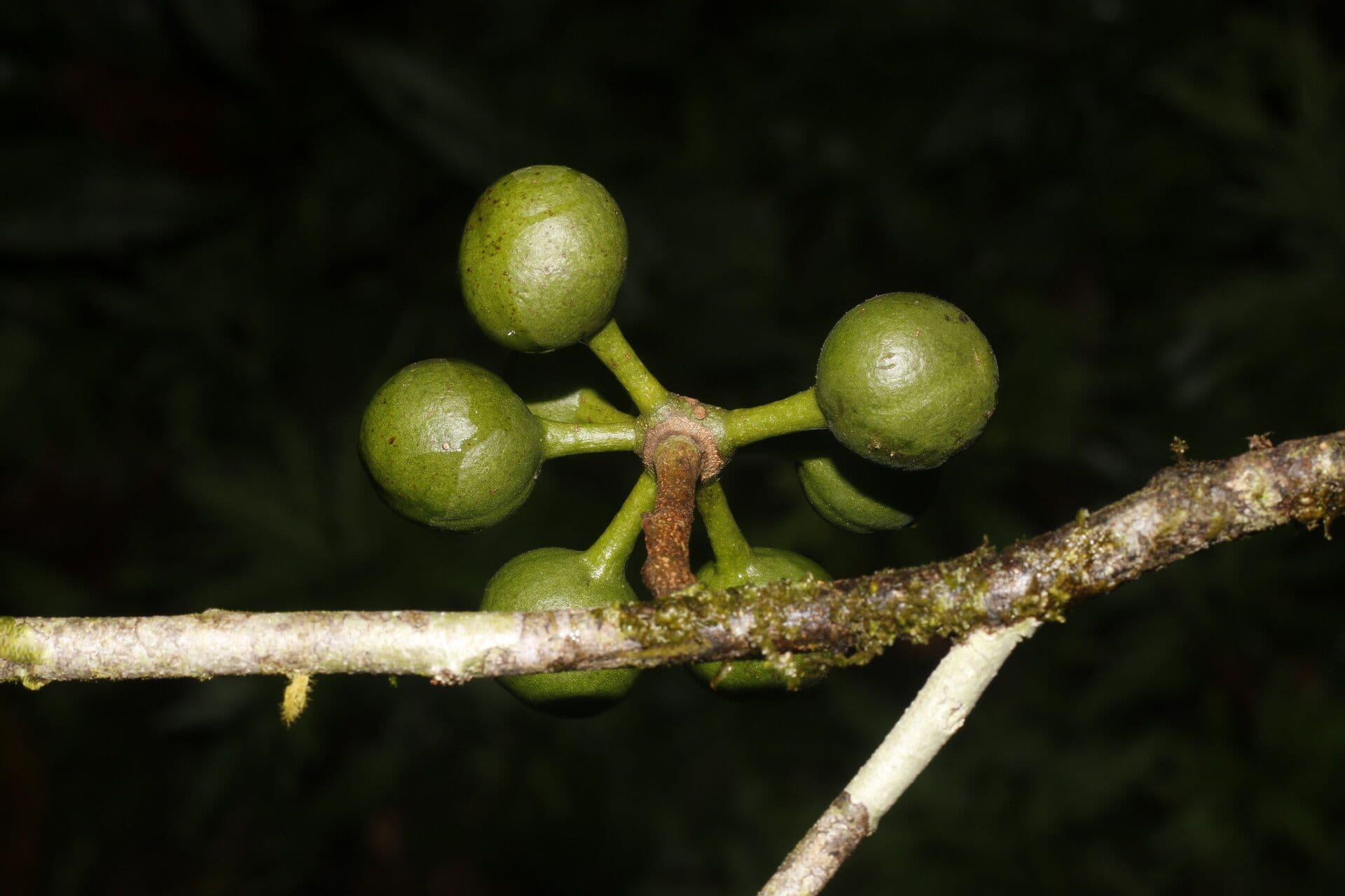 Unonopsis