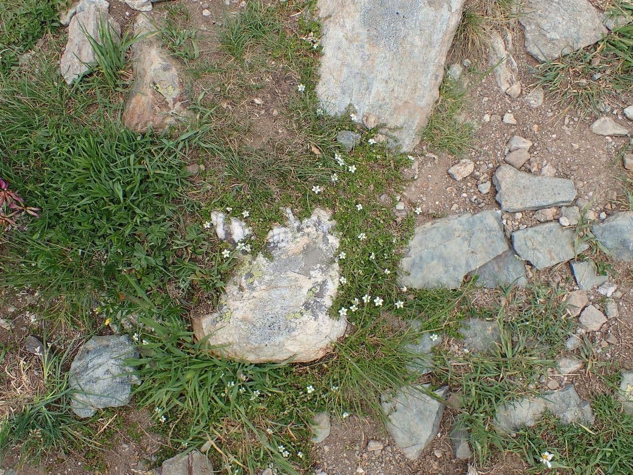 Arenaria biflora 7