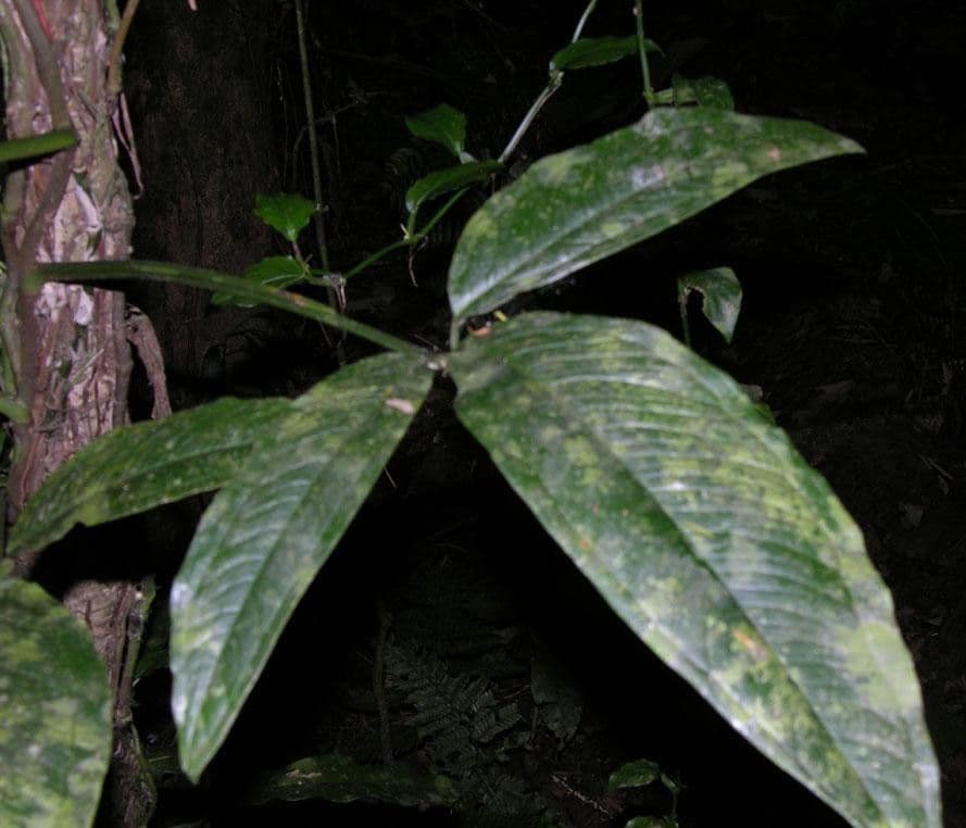Syngonium 3