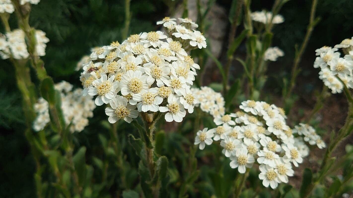 Schmales Schafgarbe 3