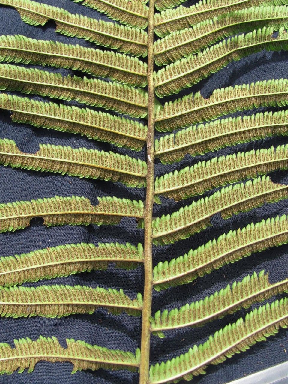 Thelypteris 2