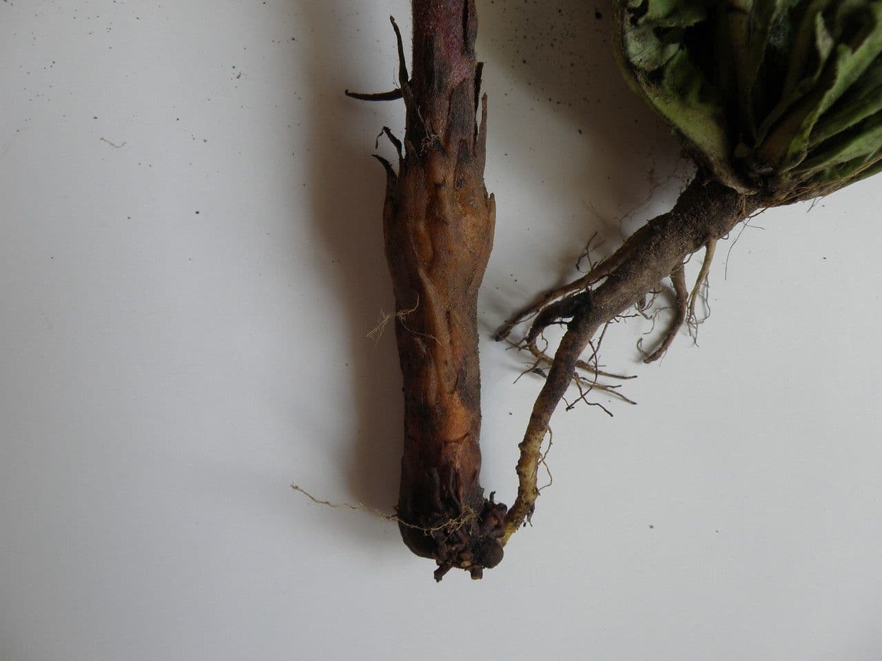 Succiamele minore 23
