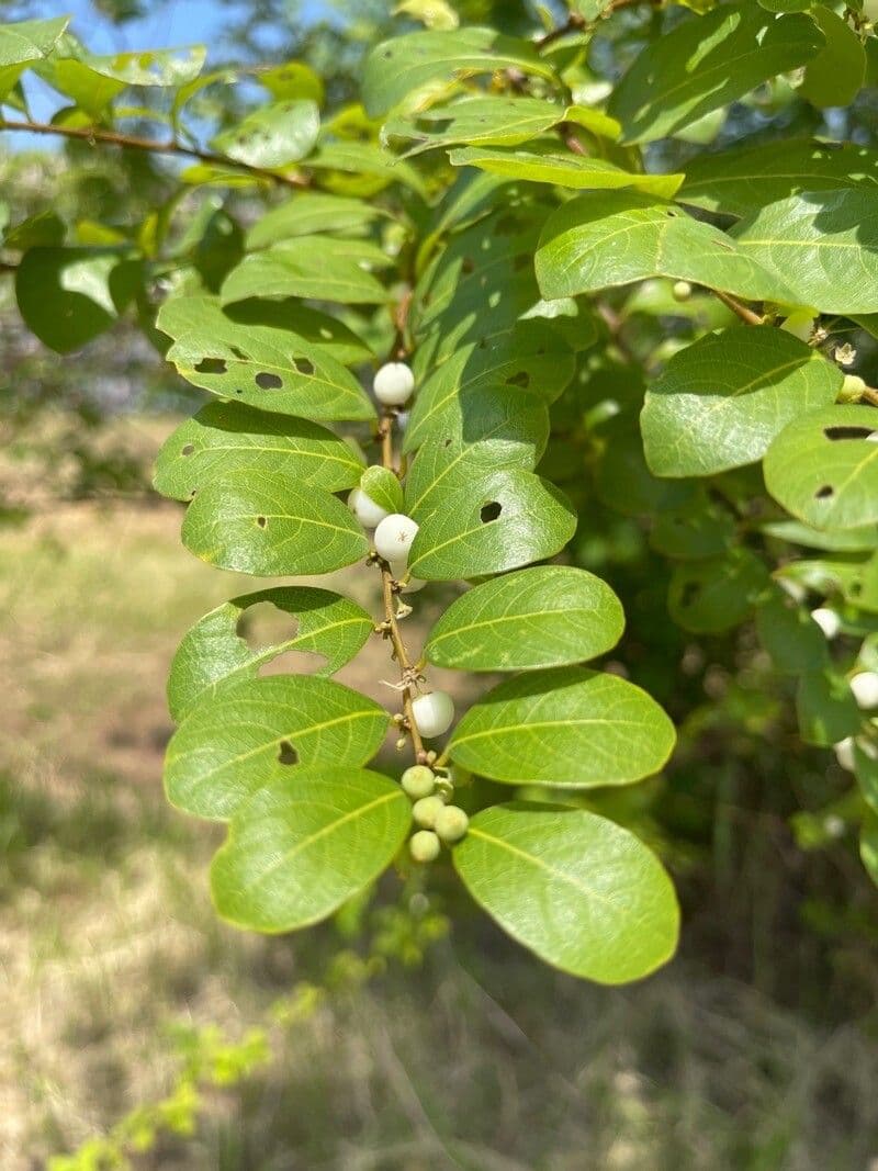 Flueggea 3