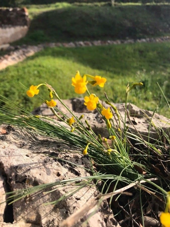 Narciso