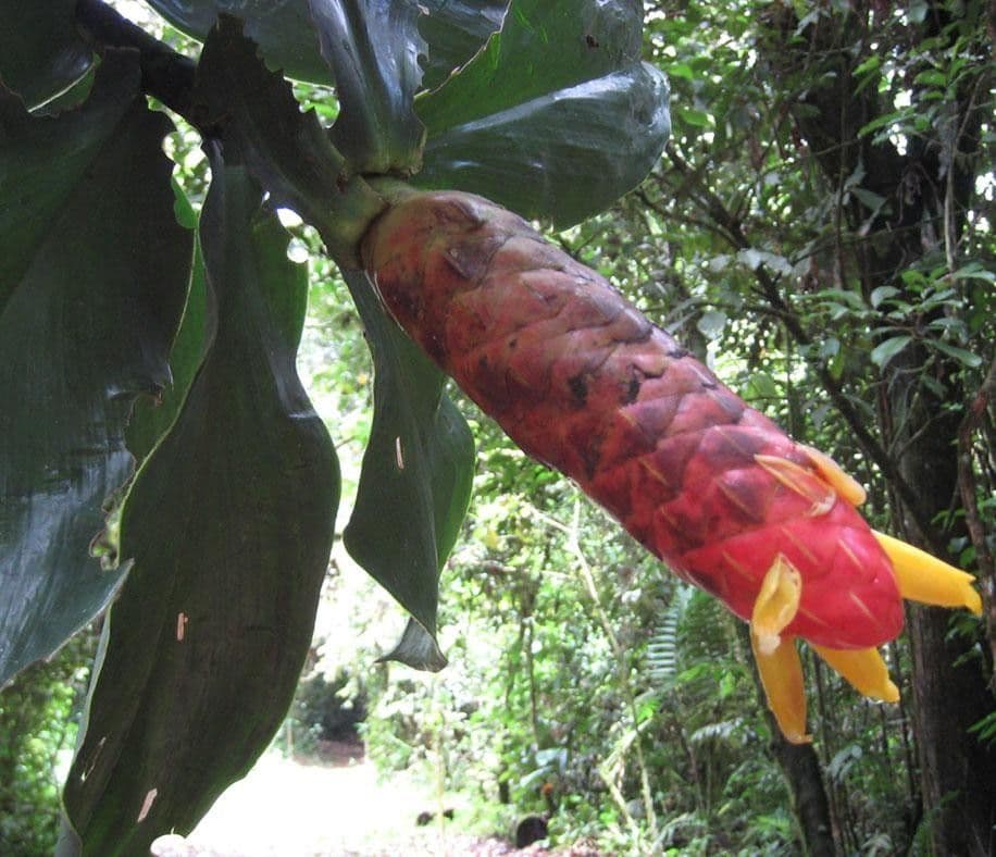 Costus 6