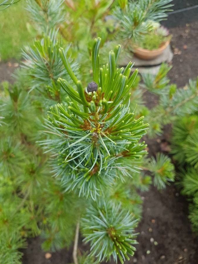 Pino parviflora 7