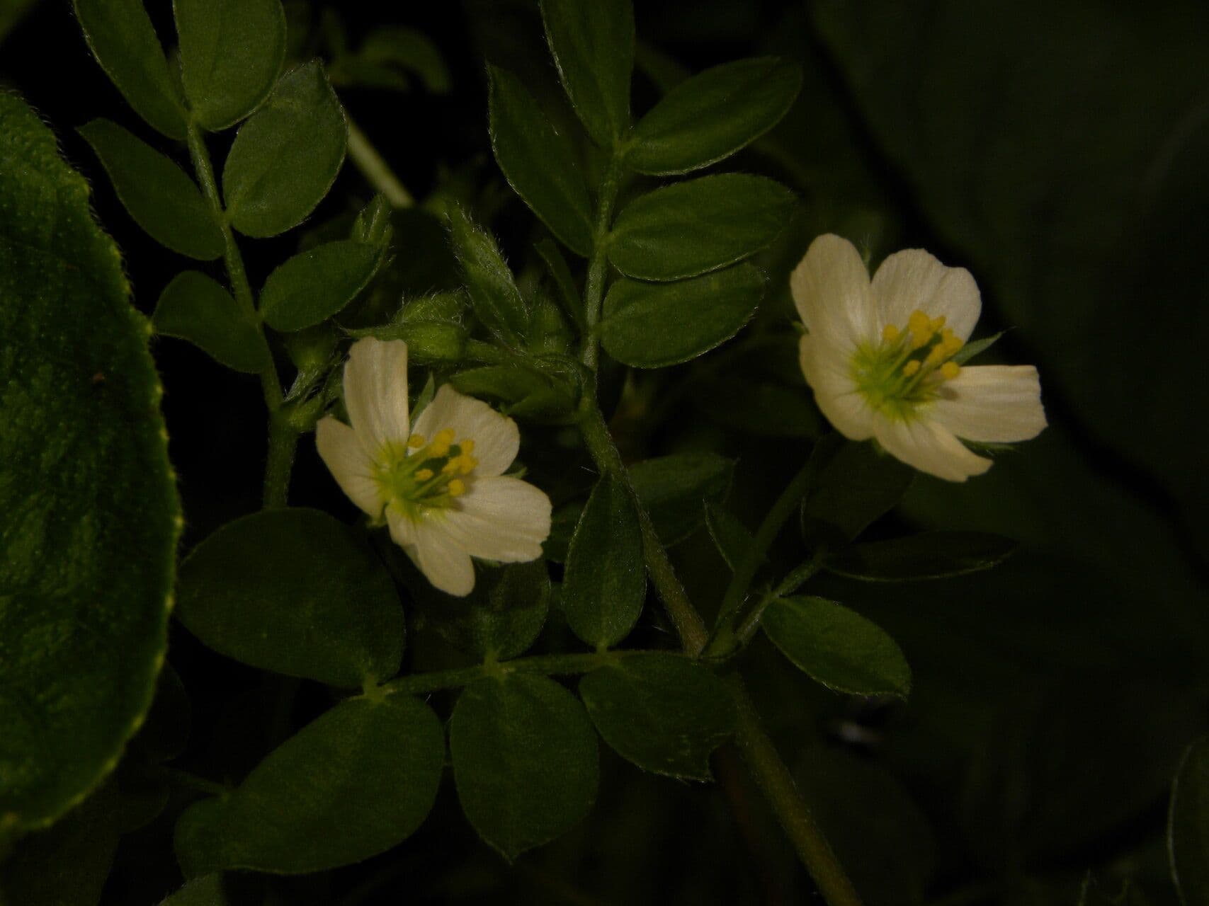 Kallstroemia