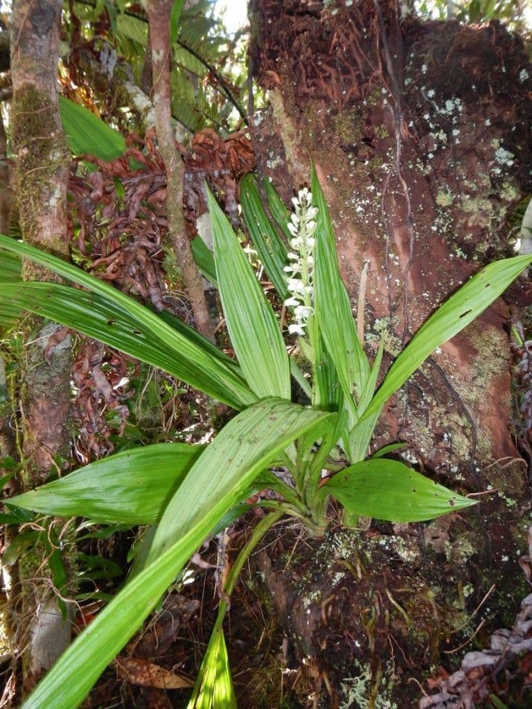Calanthe di Balansa 6