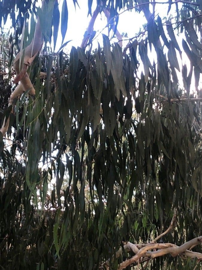 Eucalyptus dalrympleana 5