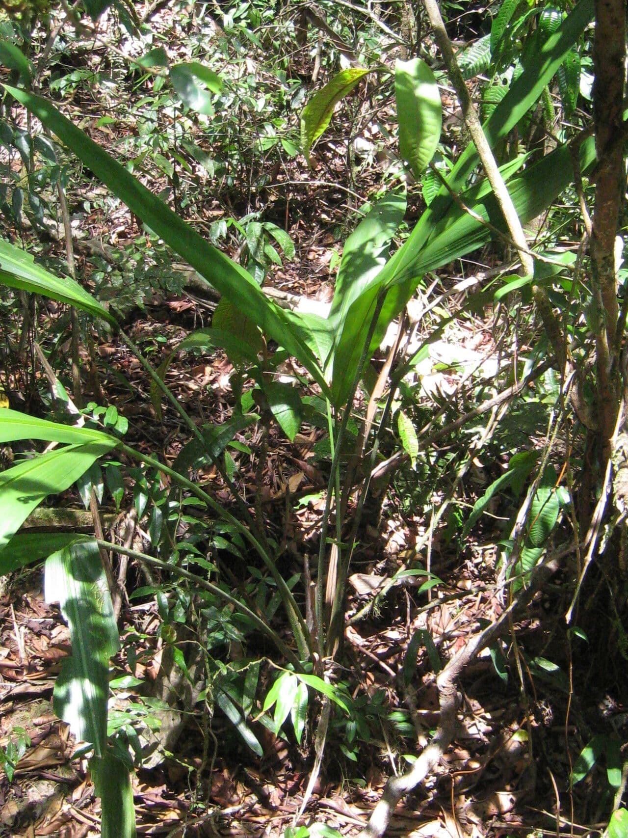 Cyclanthus 13