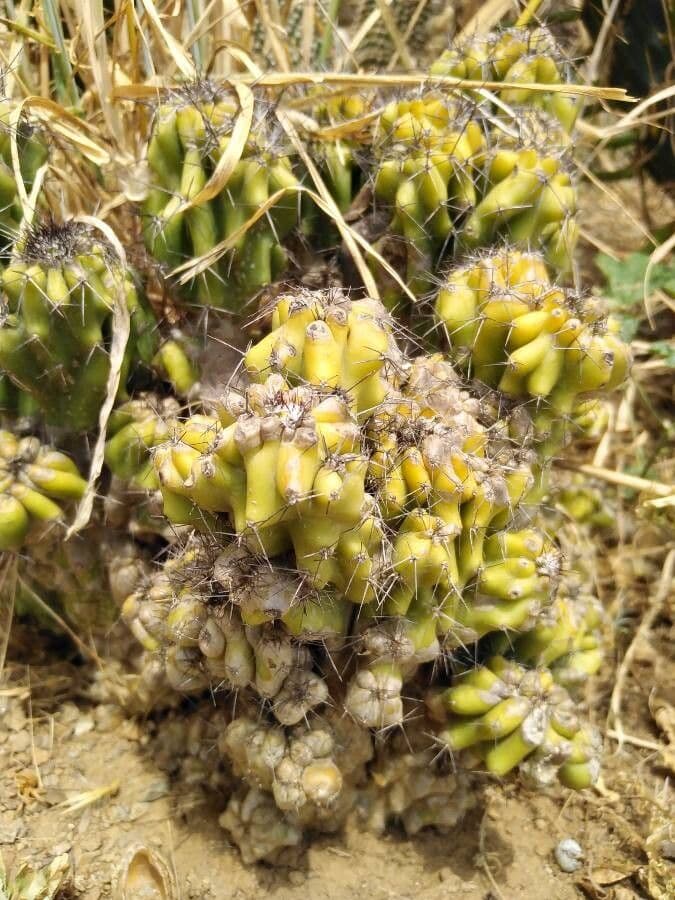 Cactus mela del Perù 21
