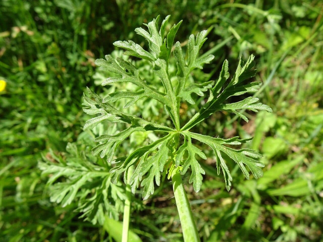 Malva moscata 19
