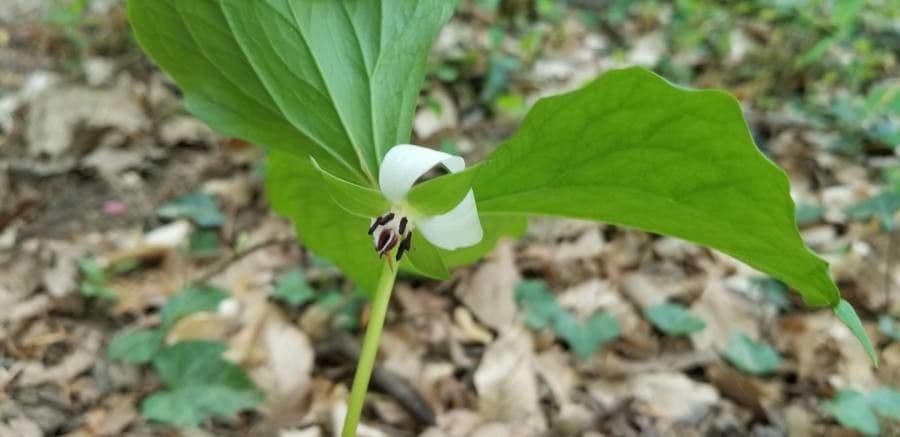 Trillium pochylone 9