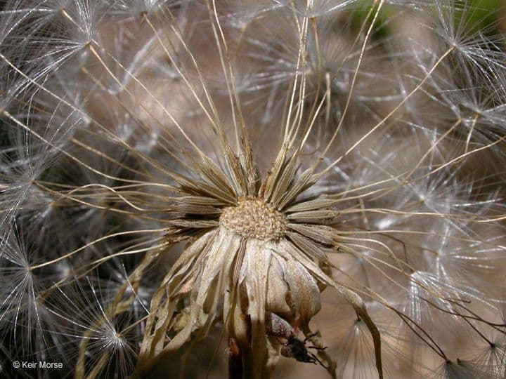 Agoseris