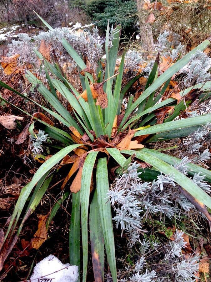 Schopf-Yucca 18
