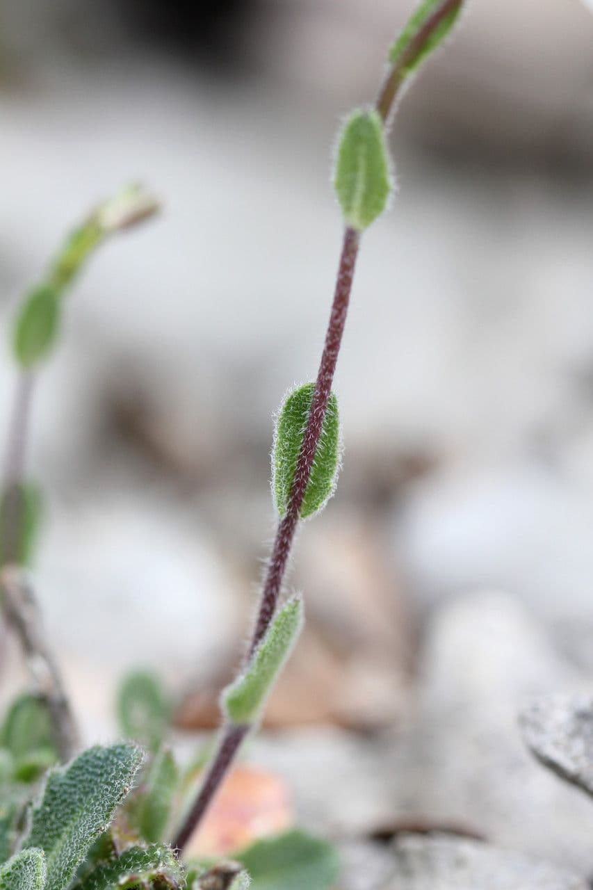 Arabis 24