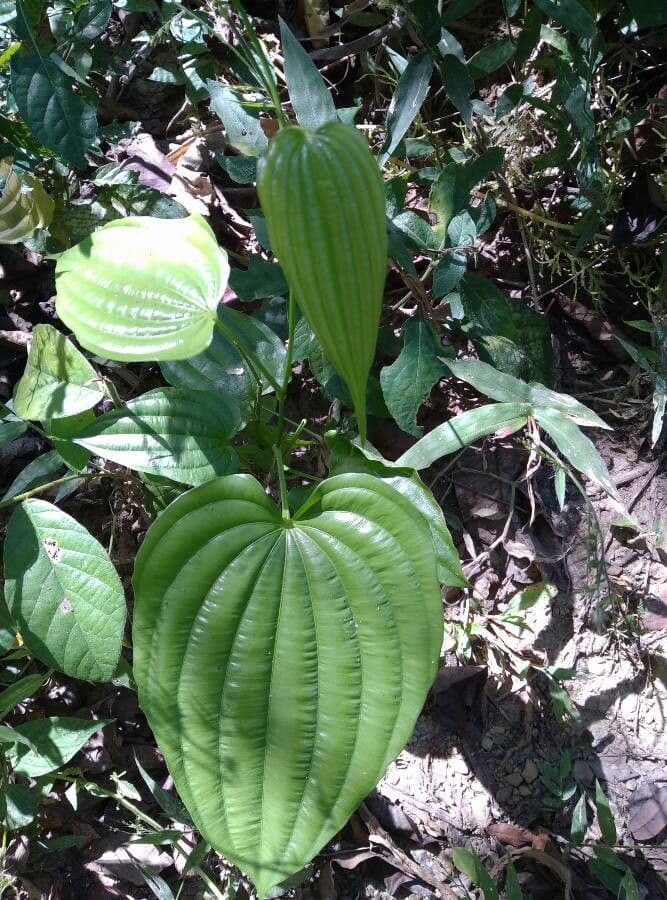 Dioscorea villosa 20