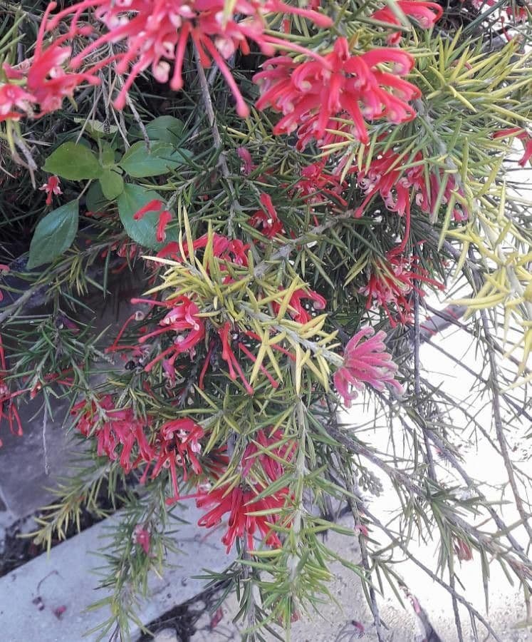 Rosmarinblättrige Grevillea 7