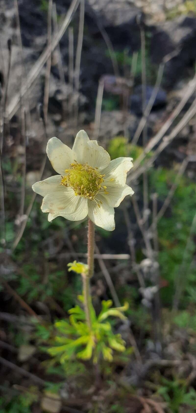 Anemone multifida 2