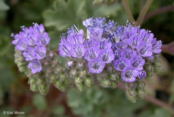 Facelia pedicellata 5