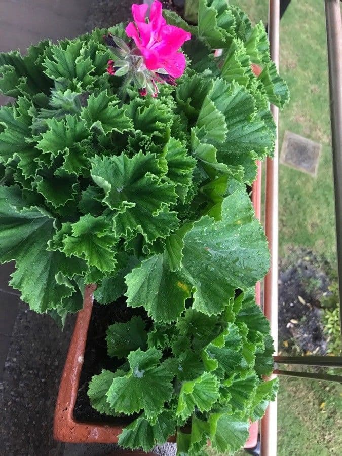 Pelargonio 7