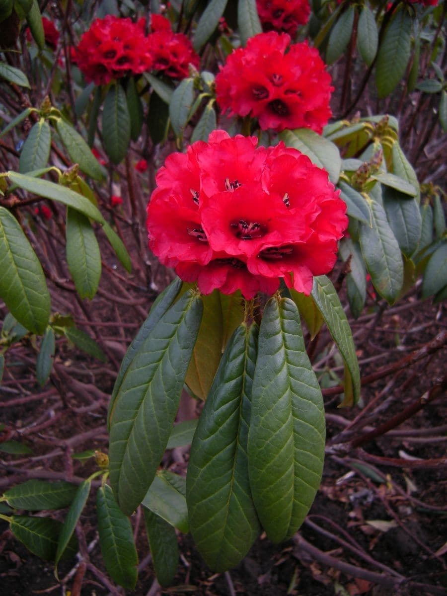 Rododendro
