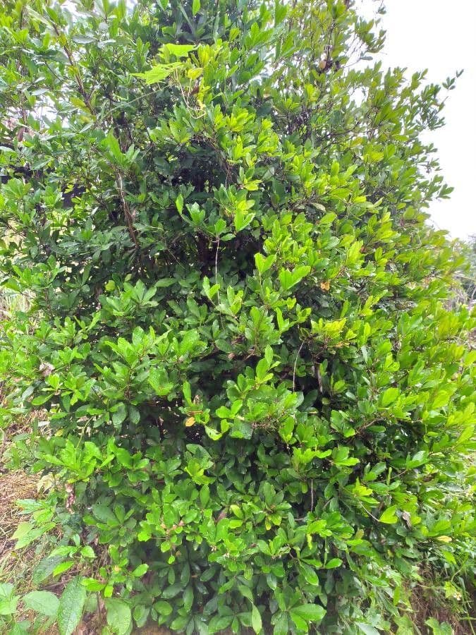 Synsepalum 15