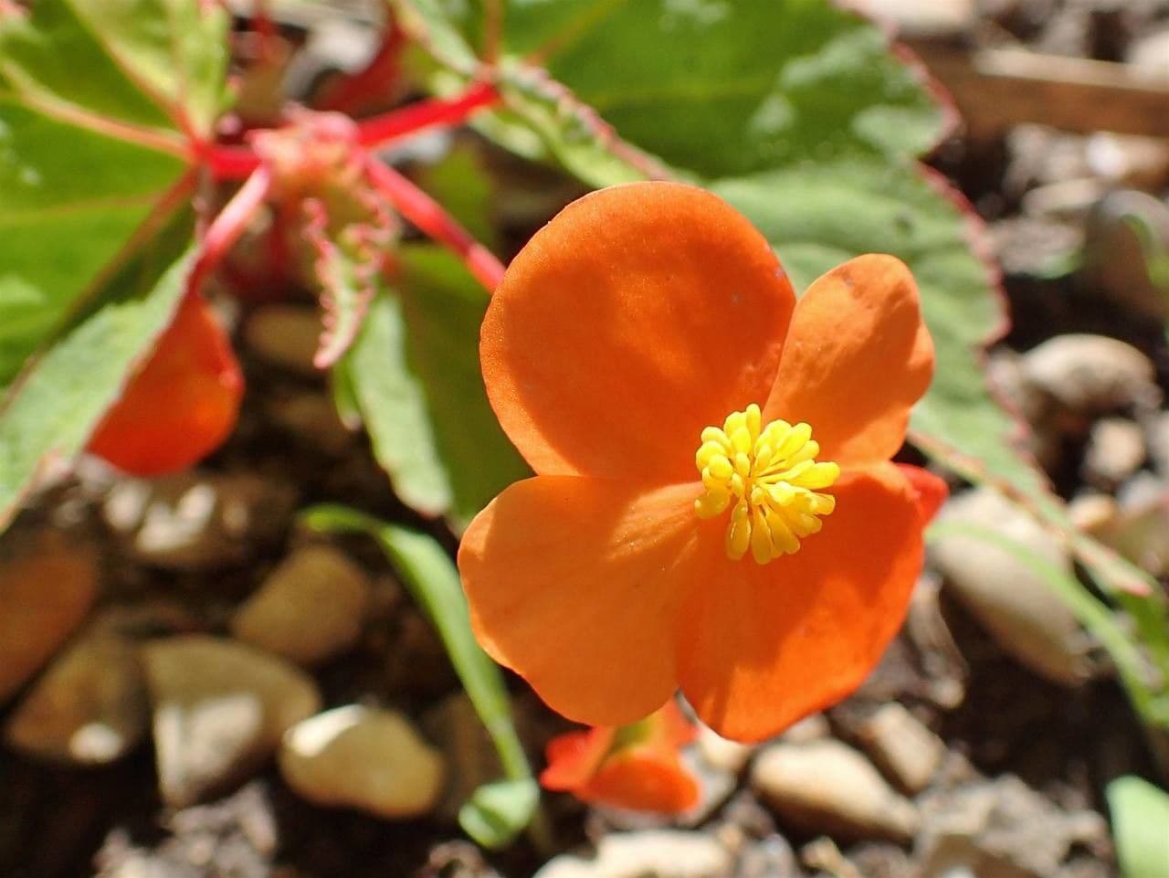 Begonia 4