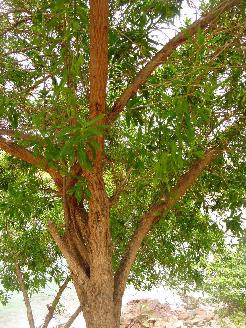 Bontia 25