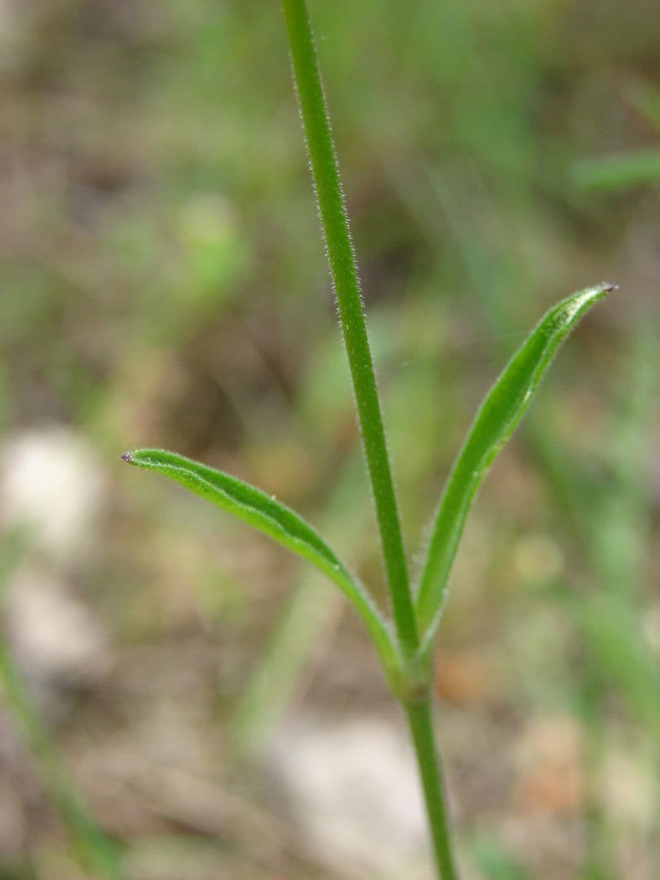 Silene italiana 24