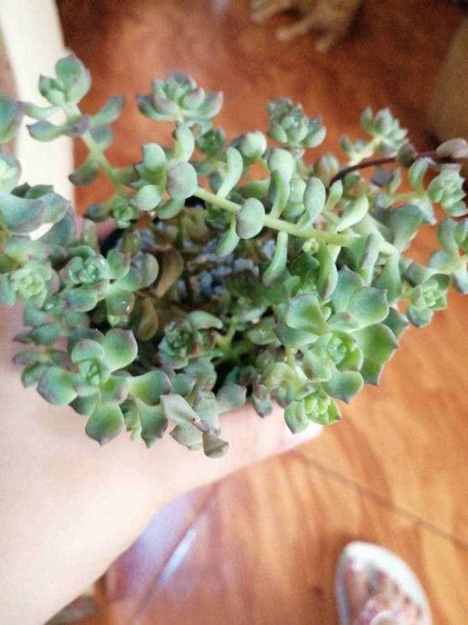 Sedum 14
