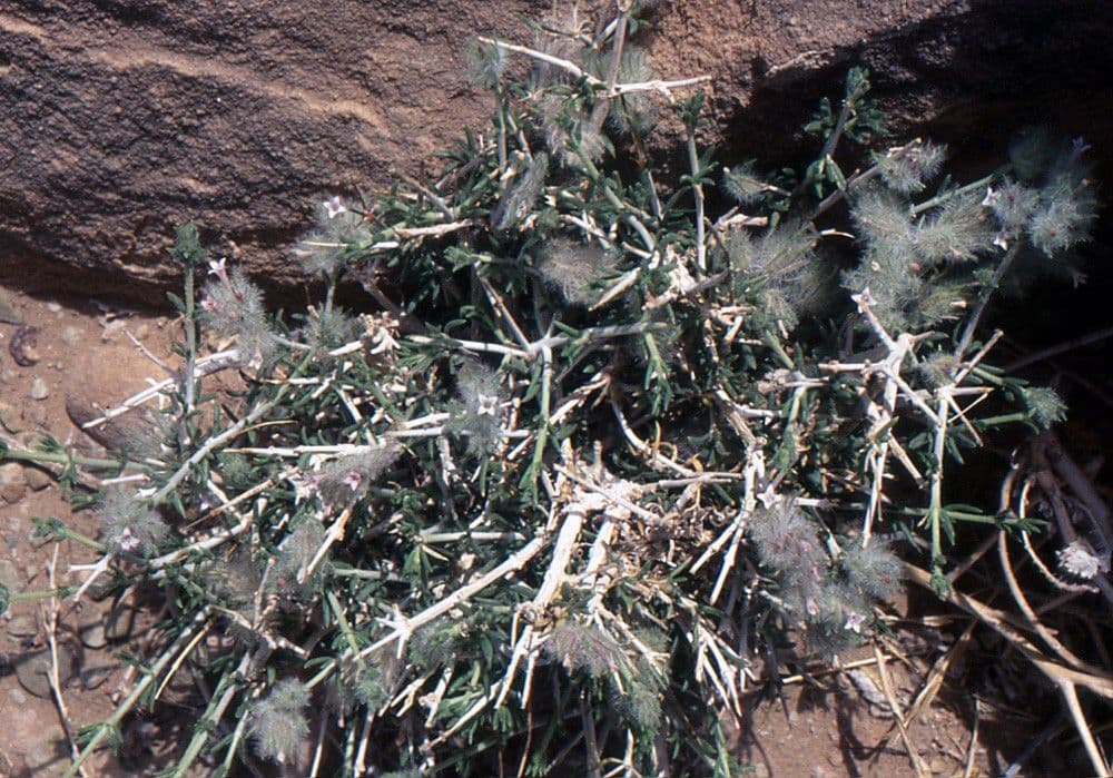 Echium humile 8