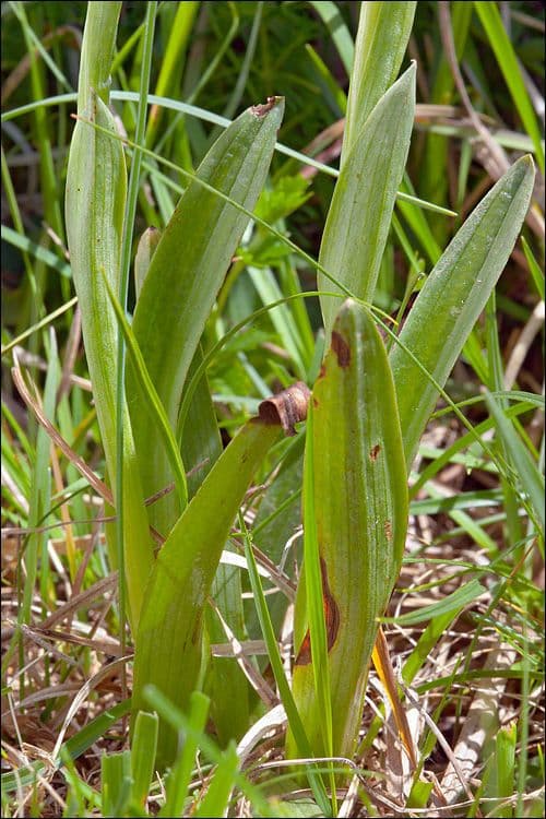 Platanthera clavellata 10