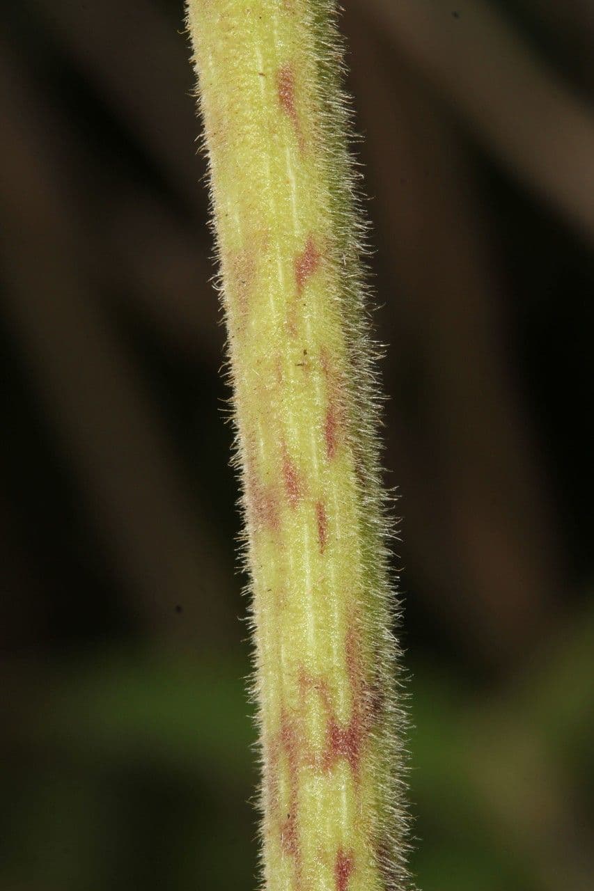 Clibadium 21
