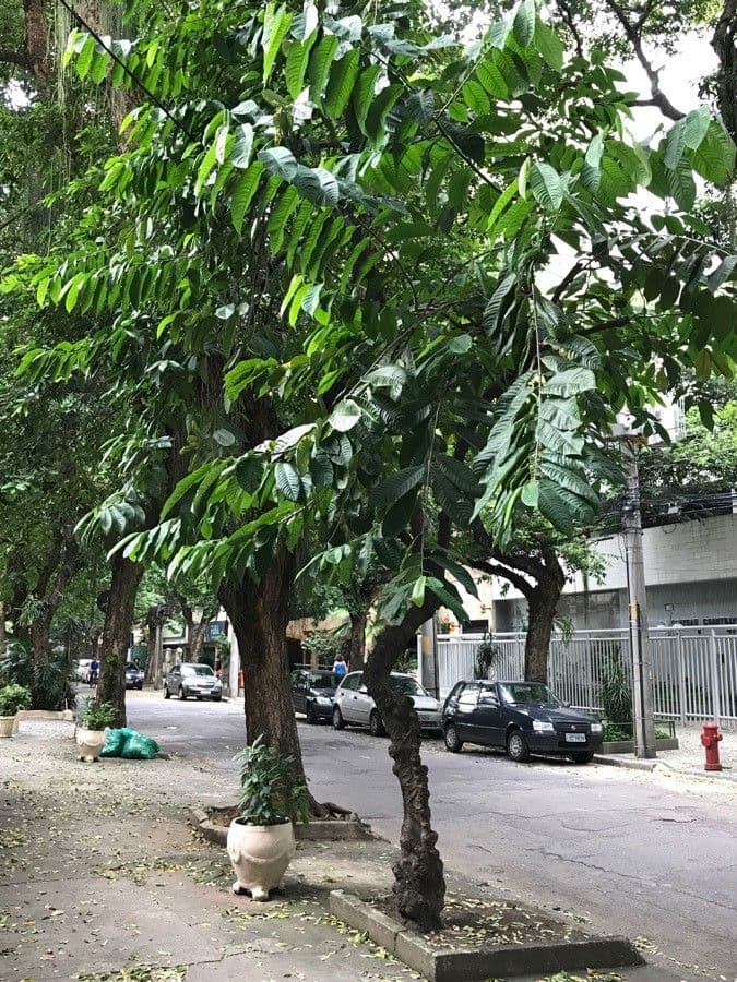 Annona purpurea 6