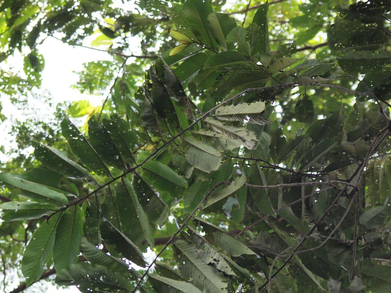 Pycnanthus 2