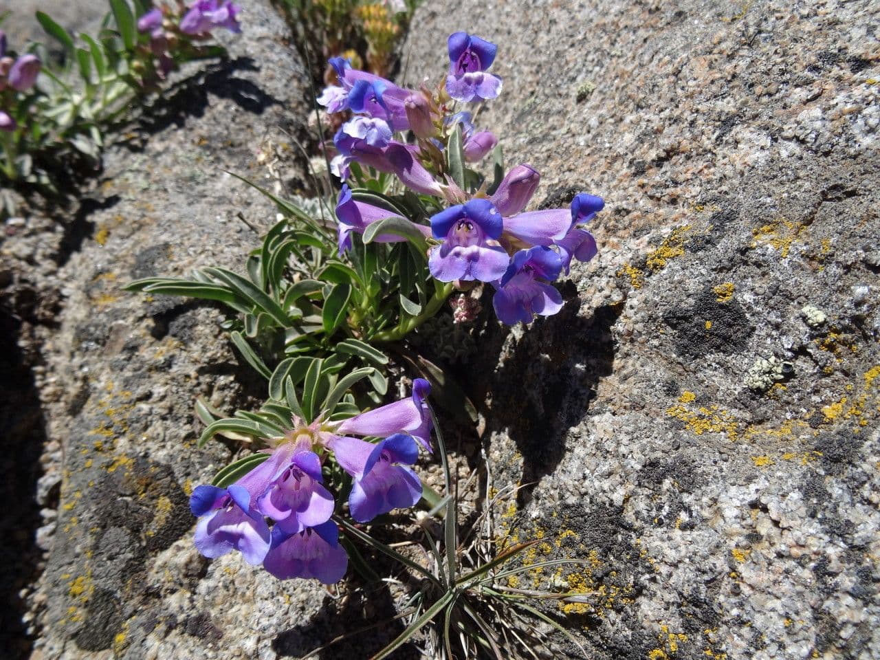 Penstemon 10