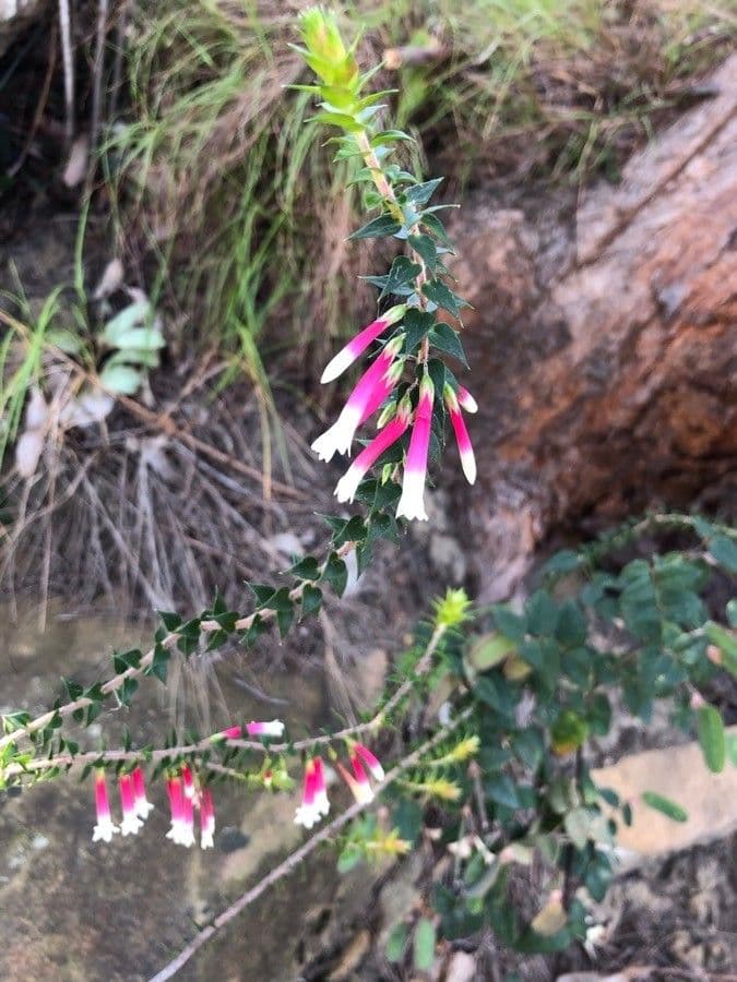 Fuchsienheide 4